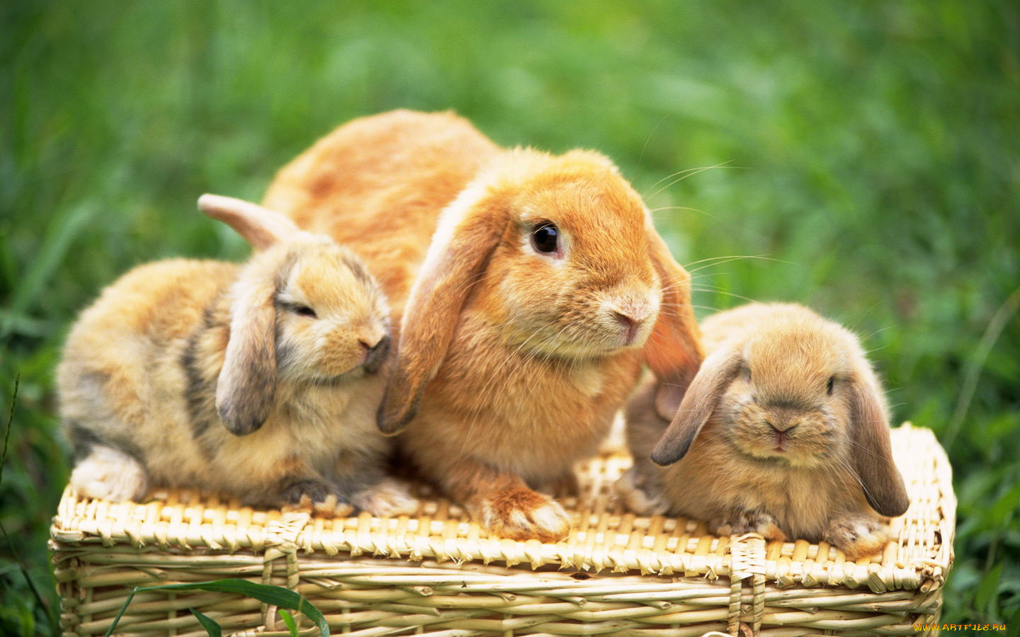 Зайку кролика. Кролик крольчиха крольчонок. Милые зайчики. Крольчиха с крольчатами. Заяц с зайчонком.